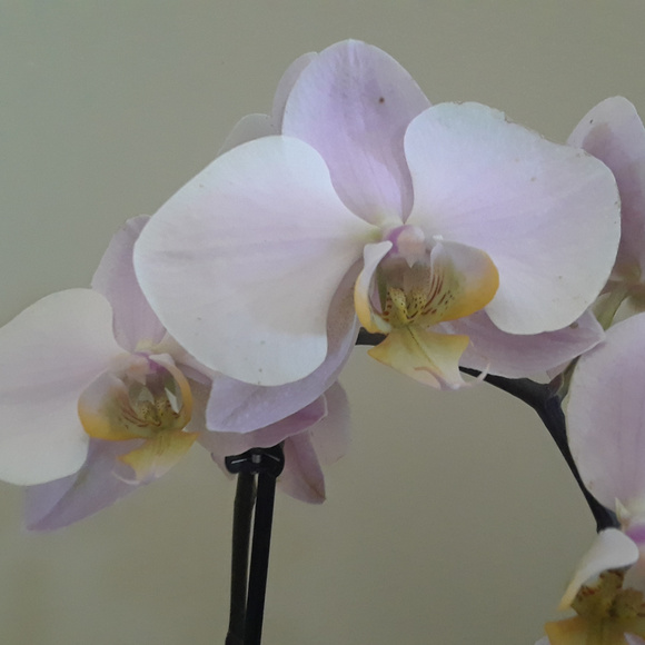 Meet your Posher, Karina - Picture 1 of 1